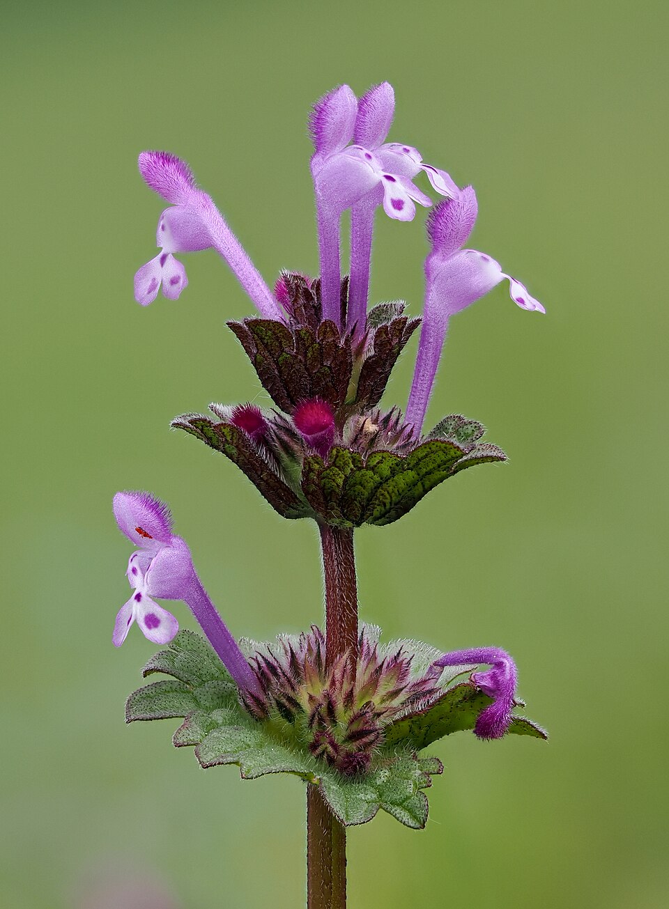 bársonyos árvacsalán (Lamium amplexicaule) kifejlett növénye — kétszikű szántóföldi gyomnövény, amely őszi búzában és őszi árpában okoz kárt.