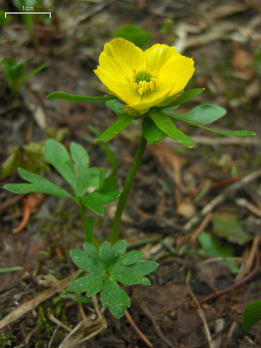 boglárkafélék (Ranunculus) kifejlett növénye — kétszikű szántóföldi gyomnövény, amely őszi búzában és őszi árpában okoz kárt.