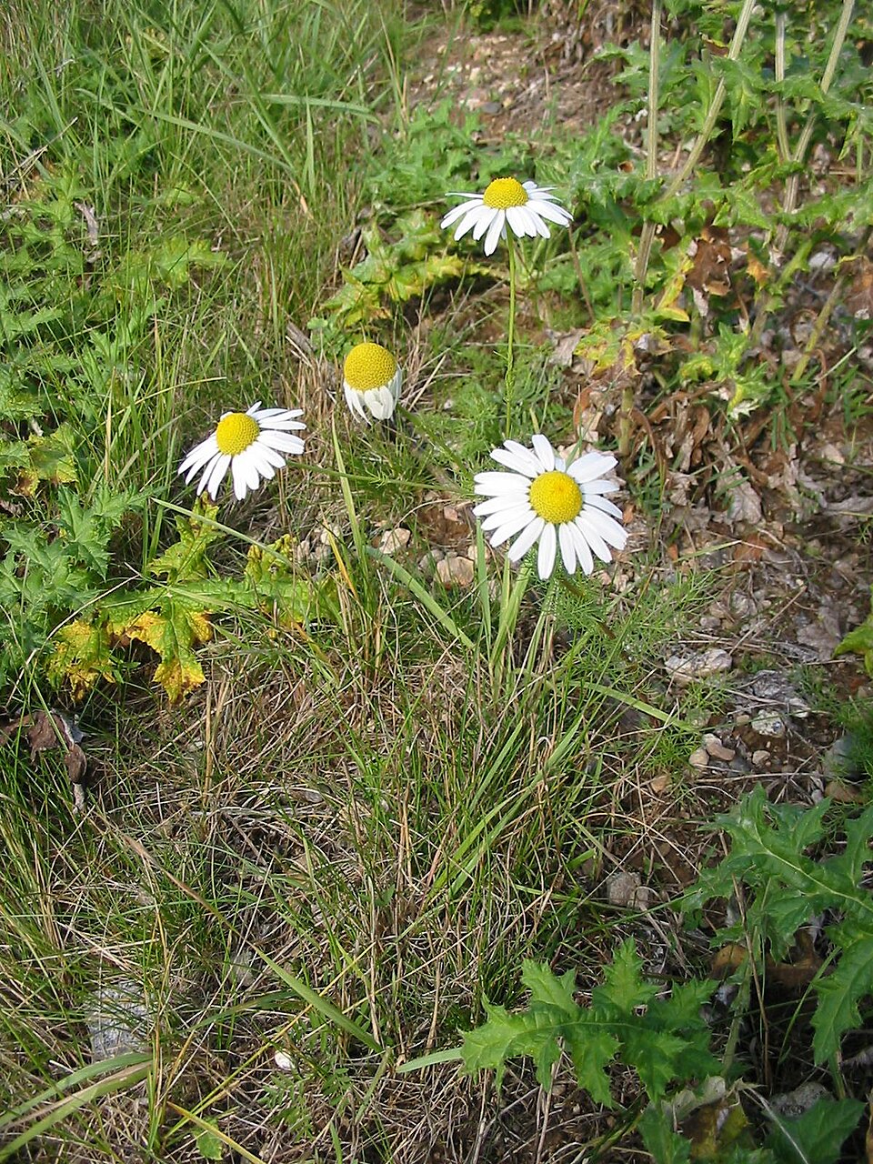 ebszékfű (Tripleurospermum inodorum) kifejlett növénye — kétszikű szántóföldi gyomnövény, amely őszi búzában és őszi árpában okoz kárt.