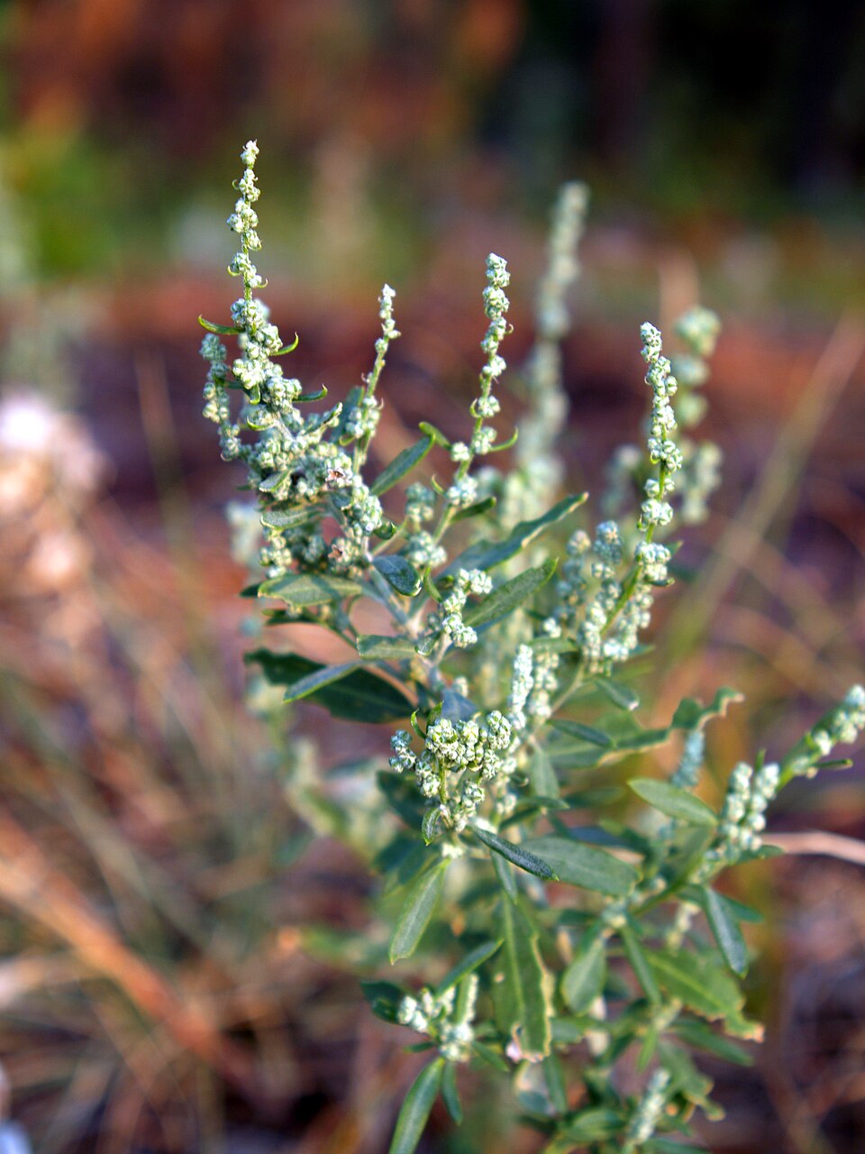libatopfélék (Chenopodium) kifejlett növénye — kétszikű szántóföldi gyomnövény, amely őszi búzában és őszi árpában okoz kárt.
