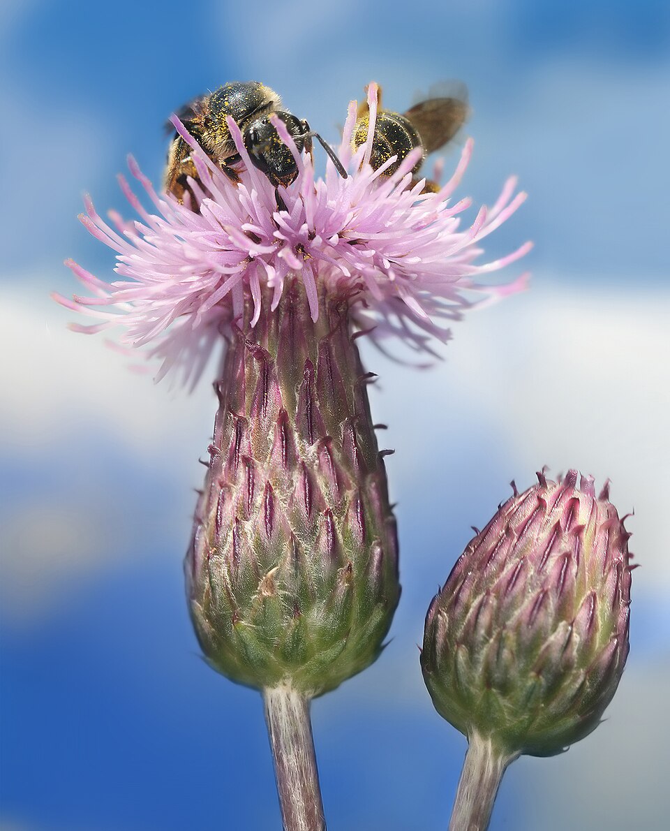 mezei acat (Cirsium arvense) kifejlett növénye — kétszikű szántóföldi gyomnövény, amely őszi búzában és őszi árpában okoz kárt.
