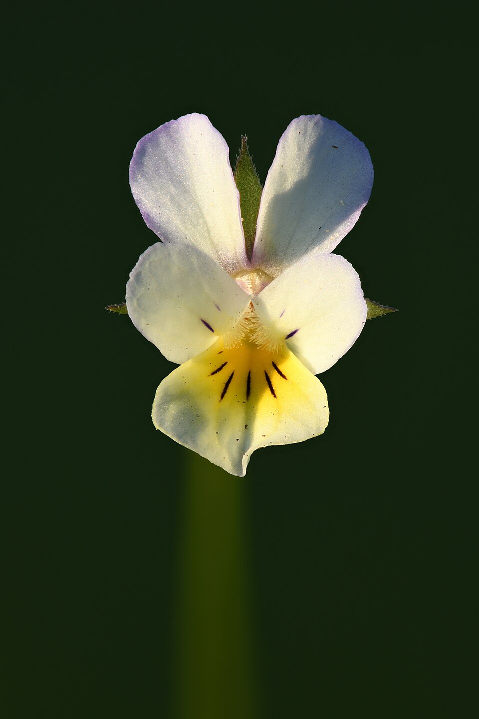 mezei árvácska (Viola arvensis) kifejlett növénye — kétszikű szántóföldi gyomnövény, amely őszi búzában és őszi árpában okoz kárt.