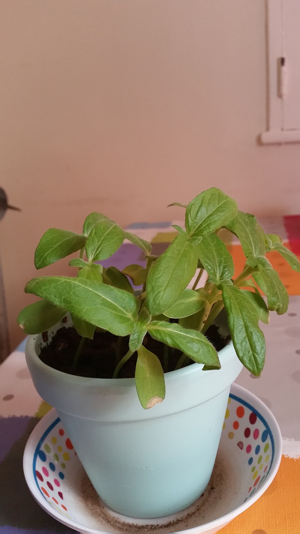 napraforgó árvakelés (Helianthus annuus) kifejlett növénye — kétszikű szántóföldi gyomnövény, amely őszi búzában és őszi árpában okoz kárt.