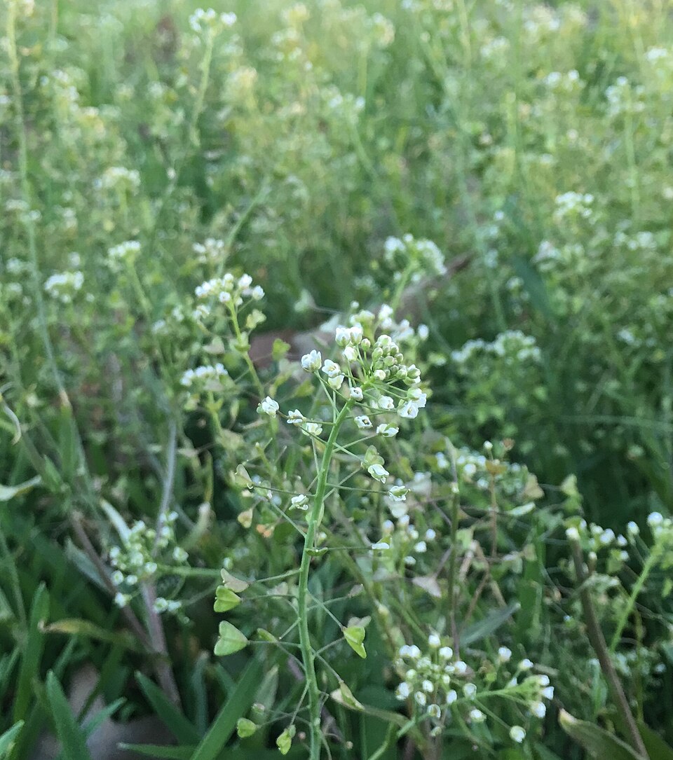 pásztortáska (Capsella bursa-pastoris) kifejlett növénye — kétszikű szántóföldi gyomnövény, amely őszi búzában és őszi árpában okoz kárt.