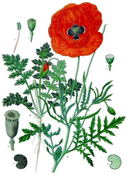 pipacs (Papaver rhoeas) kifejlett növénye — kétszikű szántóföldi gyomnövény, amely őszi búzában és őszi árpában okoz kárt.