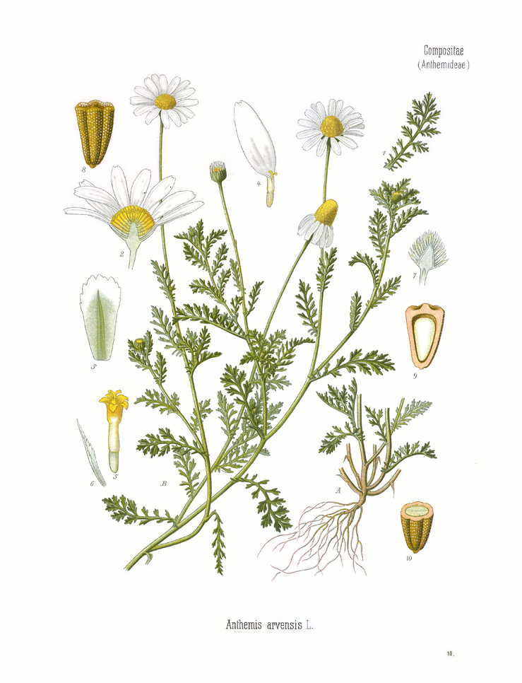 pipitérfélék (Anthemis arvensis) kifejlett növénye — kétszikű szántóföldi gyomnövény, amely őszi búzában és őszi árpában okoz kárt.